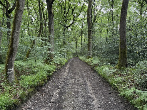 Un large chemin monte dans la forêt de Longboël en direction du plateau.
