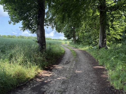 Sur le plateau, la forêt fait progressivement place à la plaine agricole.
