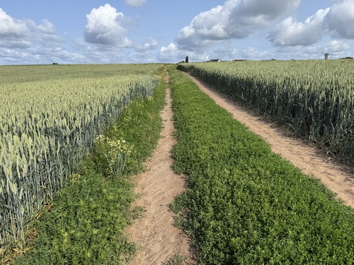 Nous longeons la Neuville-Chant-d'Oisel en restant sur les chemins de tracteurs. On distingue déjà les premières maisons du quartier de l'église.