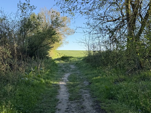 Le chemin sort des bois en arrivant sur le plateau dans la plaine agricole de Boos.