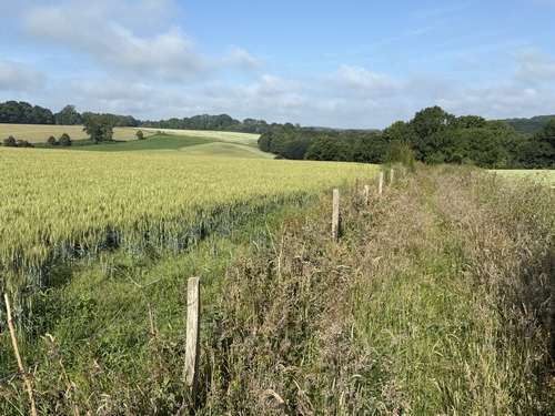 Le GR211B est un peu envahi par les hautes herbes par endroits. Rien de méchant.