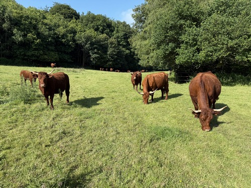 Surprise, le GR211B passe ici dans un pâture. Les vaches sont habituées au passage: elles ne bougeront pas d'un millimètre quand nous passerons entre les deux de droite. On devine la barrière de sortie à droite.&nbsp;
