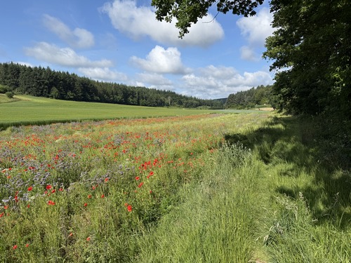 Chemin des Puits au sud de Bosville.