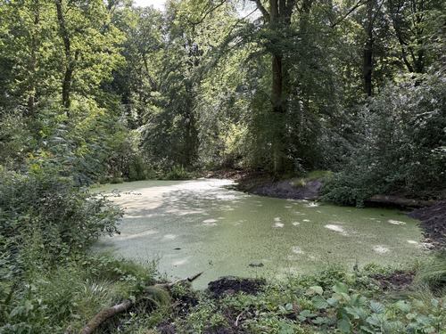 Mare de la Roquette dans le bois du même nom.