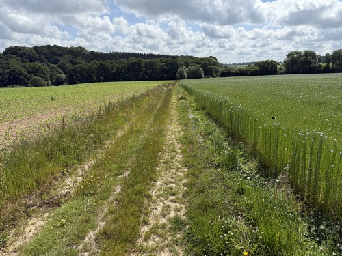 Le dernier chemin de ce circuit permet de rejoindre la Véloroute du Lin dans le vallon de la Côte de Ruville.