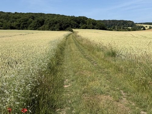 Nous prenons la direction du Bois des Caves en face de nous.