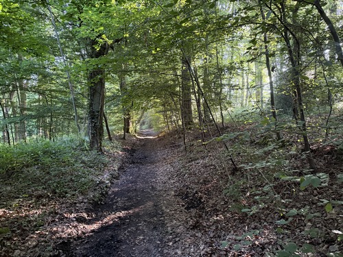 Juste avant d'atteindre la D151, le GR25c tourne dans le bois de la Côte Cidru. Les chemins du GR25c sont vraiment délicieux dans les bois qui précèdent Fontaine-le-Bourg. Des panneaux présentent la faune et la flore locale.