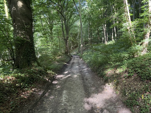 Traversée du bois de la Petite Côte sur le GR25.