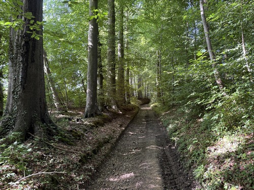 Couloir vert dans la plaine de la Mare au Loup.