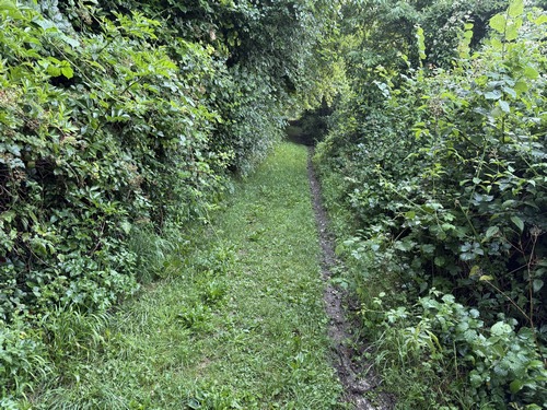 Près du moulin, nous suivons le charmant chemin qui monte dans le bois du Parc (ancien bois du château des Tourelles).