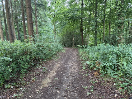 Après le lotissement, nous entrons dans le bois de la Côte de la Justice. Ce doux nom de vertu désigne en réalité le lieu où se dressait le gibet de Fontaine-le-Bourg, à l'emplacement de l'actuel cimetière, au-dessus du bourg.