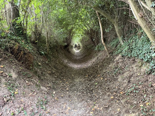 Le chemin se prolonge en tunnel vert jusqu'au plateau.