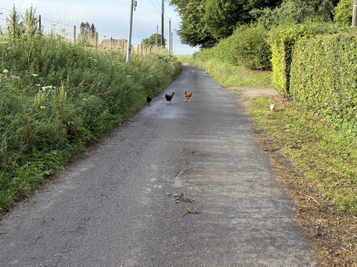 Nous sortons du bourg par la rue du Mesnil-Halot, petite route tellement calme que l'on y croise des poules.