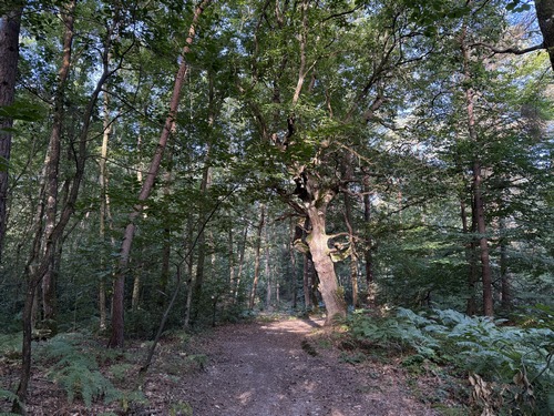 Le bois du Chouquet est peuplé en alternance de résineux et de feuillus, avec ici le vénérable Chêne Guy qui nous est désigné par un rayon de soleil.