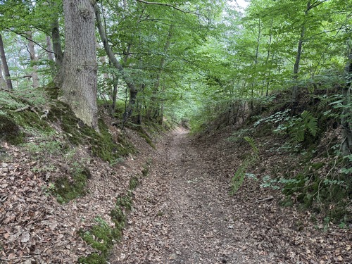 Forêt de Beaumont, descente vers Fontaine l'Abbé sur le chemin de la Côte à l'Oiseau.