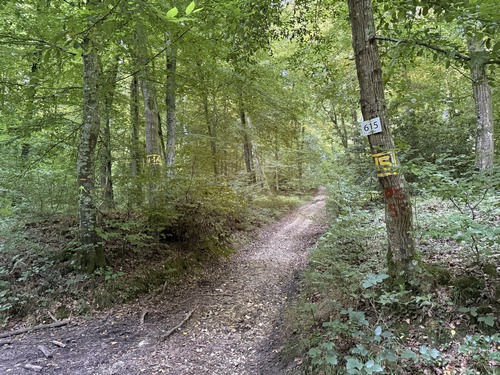 Nous quittons la voie forestière ici, entre les parcelles 614 et 615, pour rejoindre le sommet du bois de la Marlière.