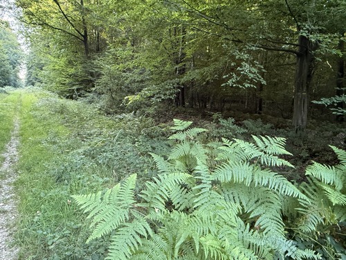 Au sommet, nous suivons les balises jaunes, que l'on distingue à droite. C'est le balisage de la Boucle de Saint-Mathurin qui va nous guider jusqu'aux Hogues.