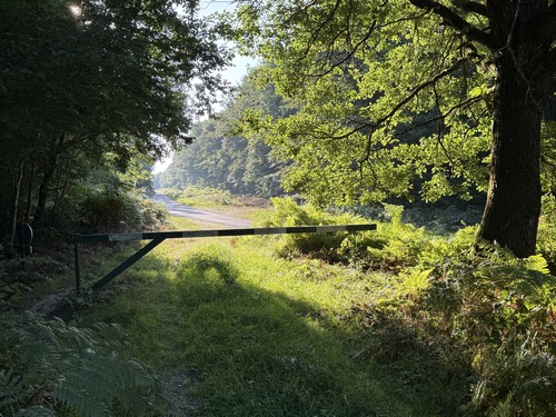 Nous allons traverser la route forestière du Fresnay et continuer en face dans le bois des Pierres Cassées.