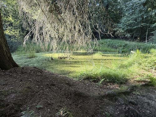 Mare le long de la Ligne du Valet de Cœur. Nous suivons le balisage jaune pour rejoindre les Hogues.