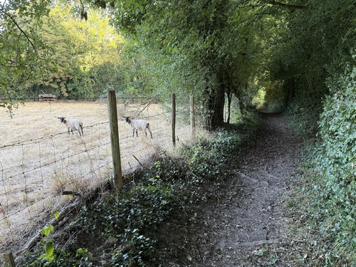 Troupeau de moutons près du chemin des Broches.