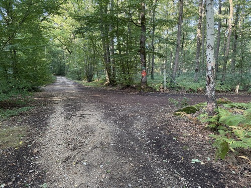 Juste avant d'arriver au hameau des Grands Baux, nous sommes entrés en forêt sur cette large allée empierrée, et la quittons ici à droite, en suivant l'indication de la grosse flèche rouge (qui n'a aucun rapport avec ce circuit qui n'est pas balisé).