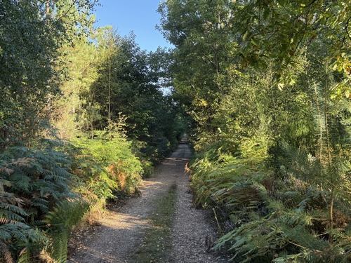 Nous sommes sur la voie forestière Camille, voie qui traverse la forêt d'Evreux.