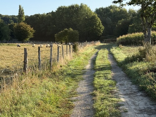 Le chemin se prolonge dans des bosquets qui bordent le Bois Bosselin.