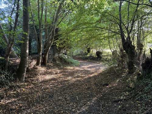 Agréable passage boisé au sud du Bois Bosselin.