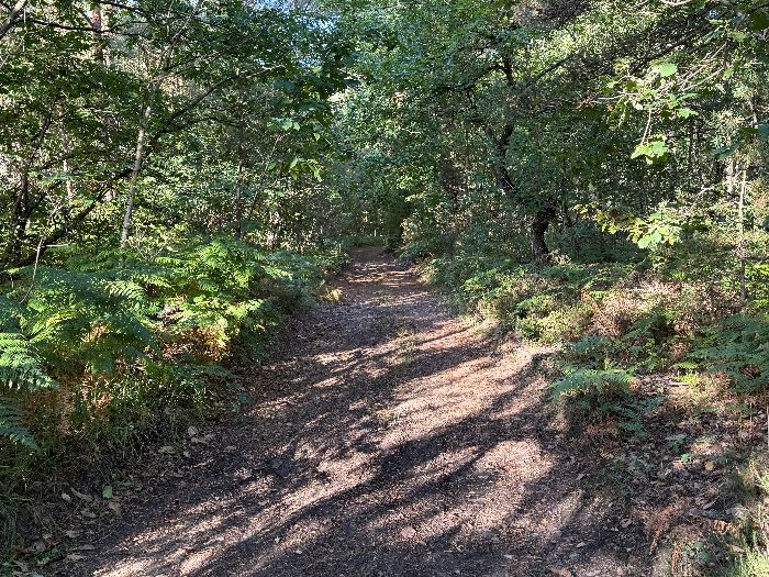 Les chemins du bois de Bimorel sont vraiment très agréables.