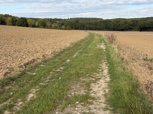 Le chemin se dirige vers le bois de la Grande Plesse, en lisière de bois je vais tourner à gauche sur le Chemin des Marettes (petite route).