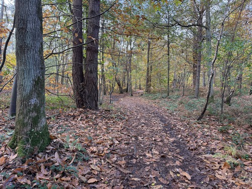 La colline de Cabeaumont n'est plus un massif forestier depuis longtemps, mais les coteaux sont restés boisés et nous en profitons sur les chemins qui longent ces coteaux.