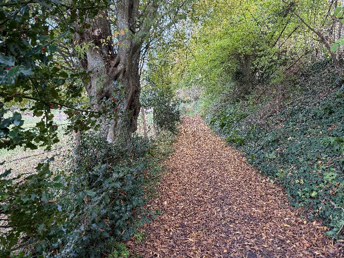 Après la Tour Romane, nous montons en pente douce dans la forêt du Plessis. (Sens horaire recommandé pour ce circuit)