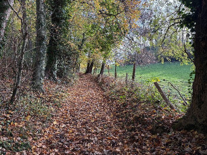 Le chemin du bois est très agréable, ouvert à droite sur le bocage.