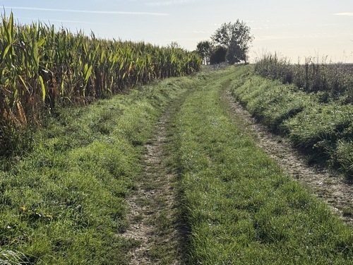 Nous avons traversé la D13 et continuons sur les chemins. Ce chemin est bien représentatif de ce circuit constitué de nombreux chemins agricoles, labourés par les roues de tracteurs de chaque côté et préservés en leur centre, au grand plaisir des marcheurs.