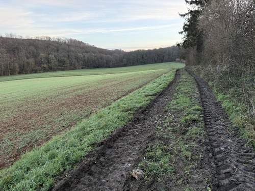 Après avoir traversé la D130, je marche sur le chemin de la Petite Vallée pour entrer en forêt.