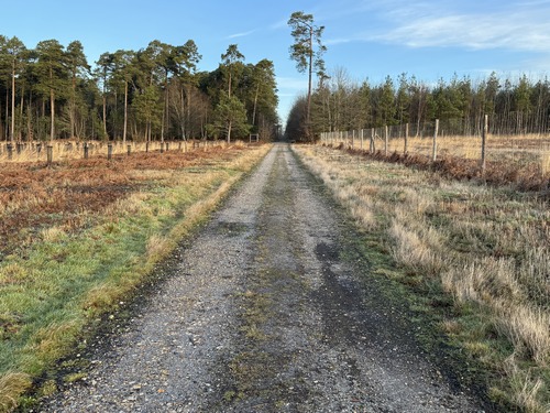 Je traverse la zone incendiée en 2022. Ces parcelles sont désormais replantées d'espèces diversifiées, encore très jeunes, adaptées à un sol pauvre et caillouteux.&nbsp;