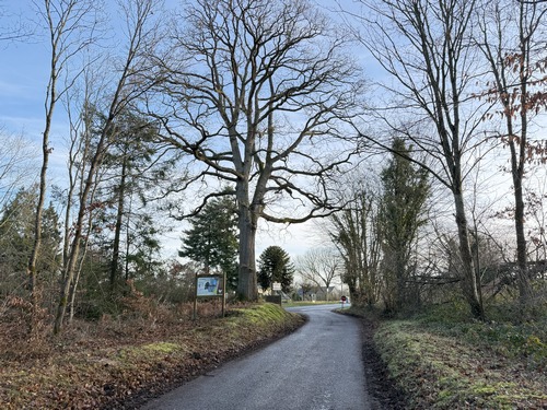 J'ai rejoint une petite route qui va traverser la D124 au niveau du Chêne de la Houssaye, dernier chêne d'une parcelle rasée, et sélectionné pour sa solidité qui lui a permis de résister à son brutal isolement.&nbsp;