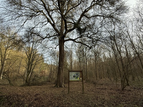 Deuxième arbre remarquable de ce circuit: l'Erable du Grand Val. Cet érable a bénéficié d'un sol riche et de la protection d'un fond de vallon pour atteindre des dimensions exceptionnelles pour son espèce.