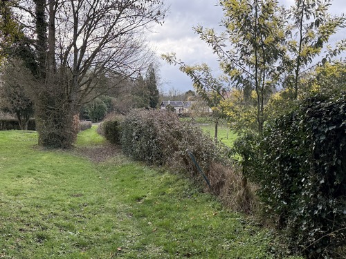 Mimosa en fleur en Normandie à la mi-février!