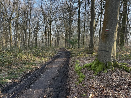 Le GR25 descend dans le bois Housset jusqu'au Grand Tendos (Fontaine-le-Bourg).