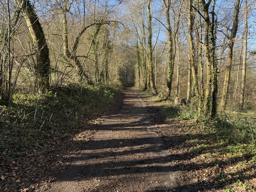 Le code forestier impose de replanter 1 arbre pour 3 détruits, et le Bois de Fécamp a été racheté par le département à la suite des travaux de la Sud III.