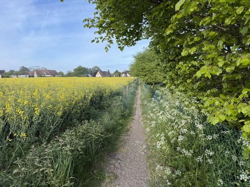Le Chemin des Ecoliers est un délicieux chemin qui longe un champ de colza préservé des lotisseurs, ce chemin relie la rue de Cailly à la rue aux Juifs.