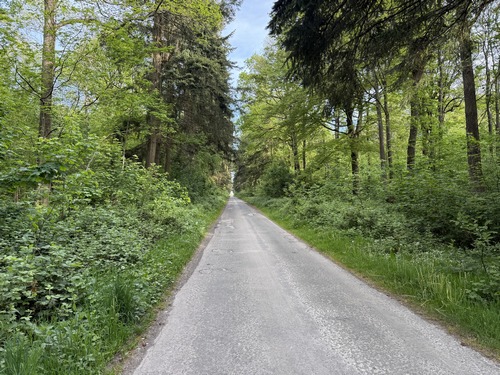 Entrée dans le bois de la Ventelette par l'ancienne voie forestière des Vaux (GR25C).