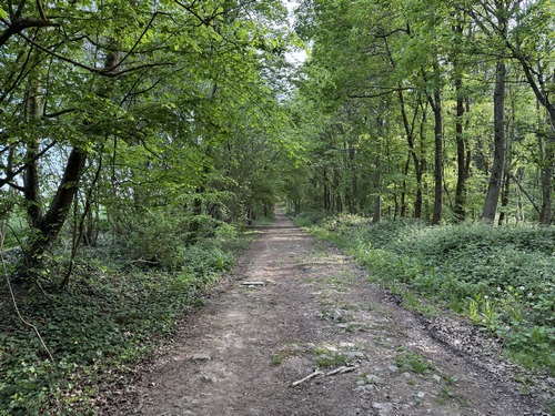Après avoir traversé la rue de la Mare Aux Loups, le circuit suit la voie forestière Saint-Georges, large chemin ponctué de panneaux informatifs sur la forêt.