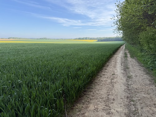 Plaine agricole de la ferme de la Ventelette à gauche, et le bois à droite.