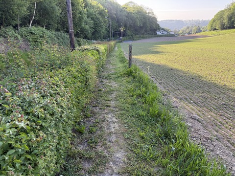 Un chemin a été aménagé sur le talus en bordure de la petite route, chapeau la mairie! Nous allons ensuite prendre à gauche le Chemin des Bruyères que l'on devine déjà en face.