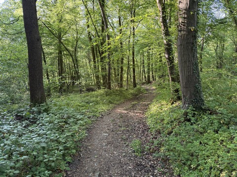 Le Chemin des Bruyères devient un vrai chemin après la ferme, et descend à travers bois vers la vallée.