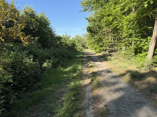 Peu après la Maison des Forêts, l'allée des Roches devient un vrai chemin.