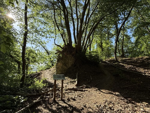 Nous arrivons à la Roche-Fouet. Un bouquet de hêtres a poussé sur la ruine de l'une des tours du château de la Roche-Fouet.