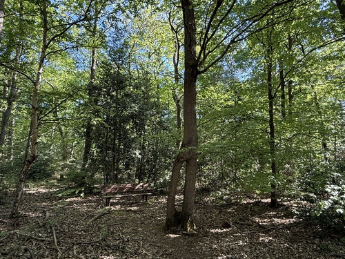 Deuxième arbre remarquable de ce circuit: le Hêtre Percé. Il montre une résurgence qui est retournée à la tige principale. Curiosité naturelle, ou un peu aidée par un forestier facétieux ?